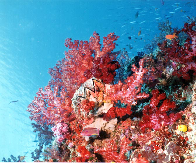 Reefscape by Chuck Savall