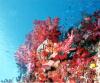 Reefscape