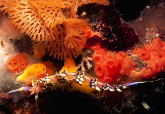 Nudibranch