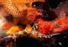 Nudibranch