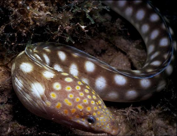 Sharptail Eel