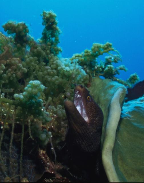 Moray Eel