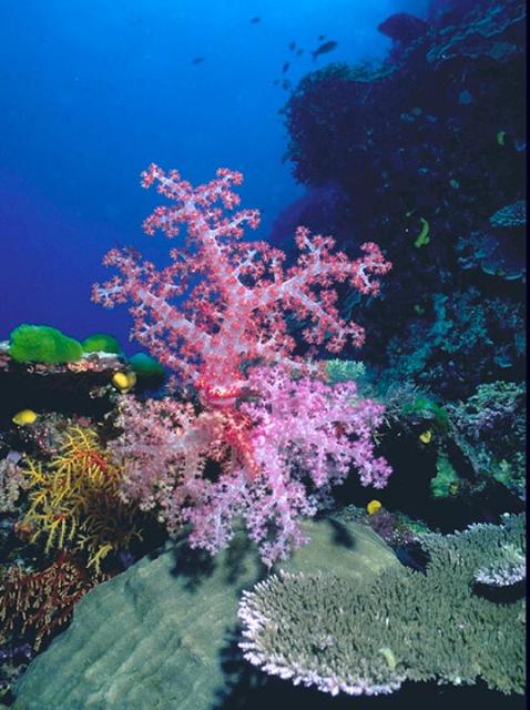 Reefscape