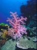 Reefscape