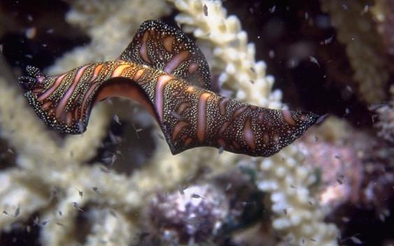 Flatworm