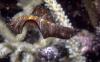 Flatworm