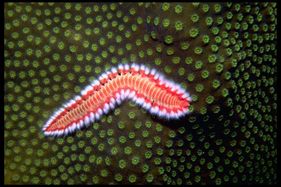Scale Worm