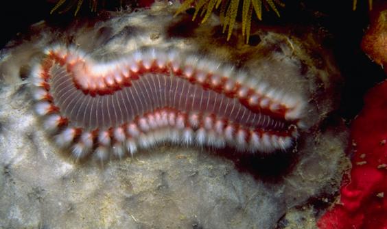 Scale Worm