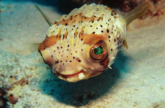Balloonfish