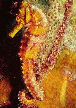 Seahorse Seahorse