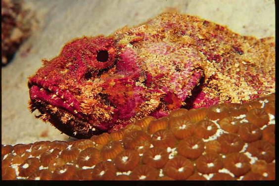 Scorpionfish
