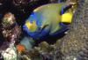 Angelfish