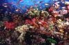 Reefscape