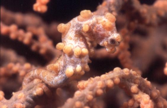 Seahorse