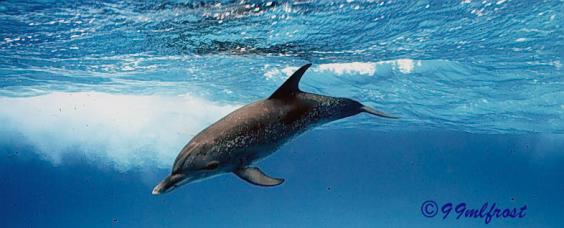 Dolphin