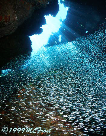 Schooling Fish. Schooling Fish.