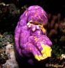 Sea Squirt Sea Squirt