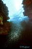Schooling Fish Schooling Fish