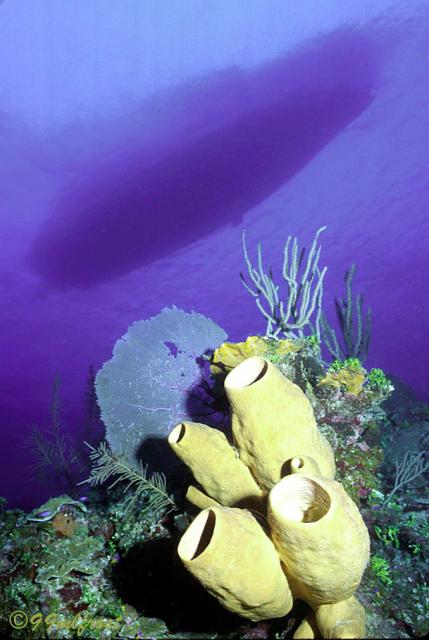 Reefscape