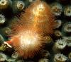 Christmas Tree Worm