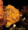 Frogfish Frogfish