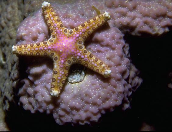 Sea Star