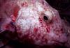 Grouper