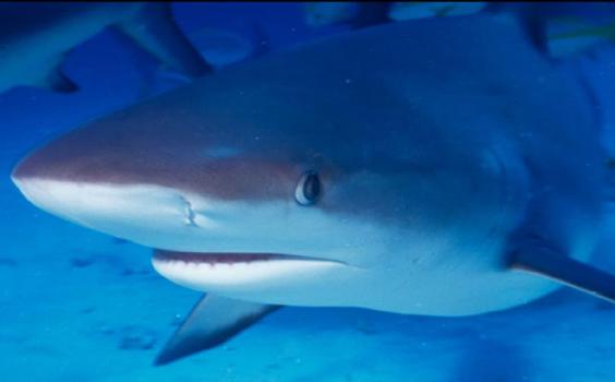 Shark