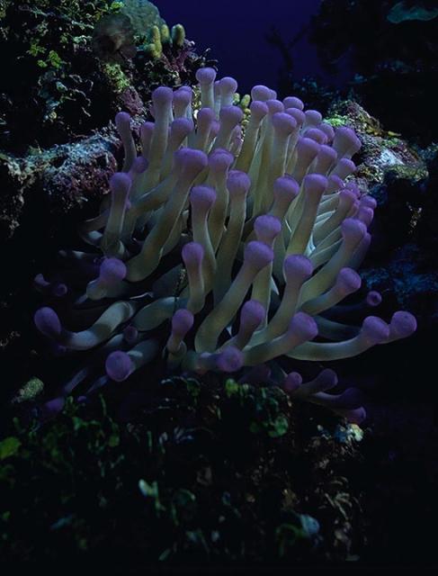 Anemone