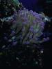 Anemone