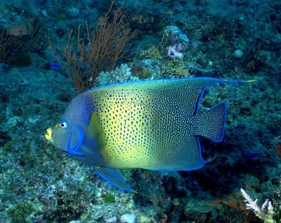 Angelfish