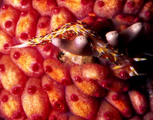 Nudibranch Nudibranch