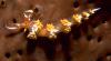 Nudibranch
