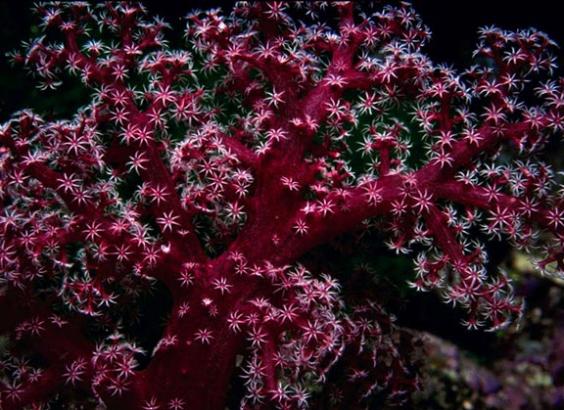 Soft Coral