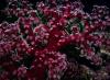 Soft Coral