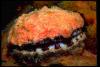 Scallop