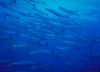Barracudas