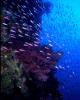 Reef Wall Reef Wall