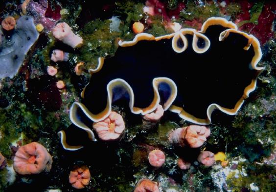 Flatworm