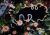 Flatworm