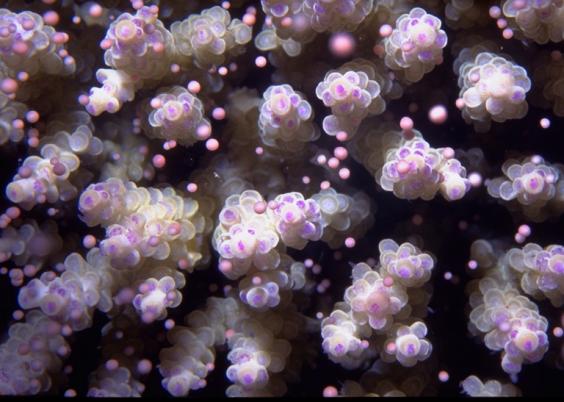 Coral Spawning