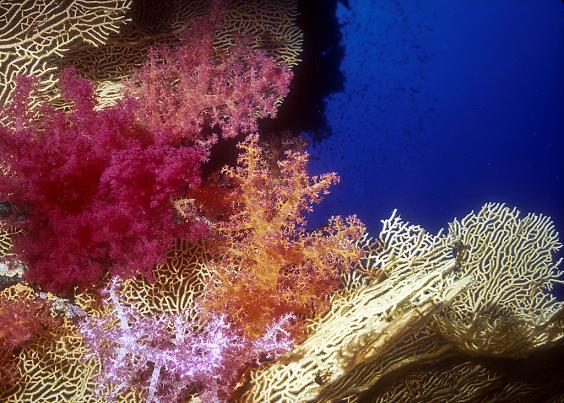 Soft Corals