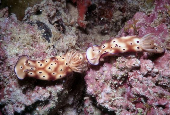 Nudibranchs
