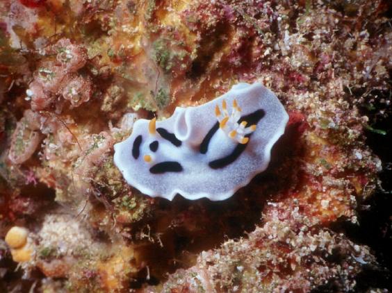 Nudibranch