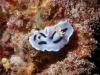 Nudibranch