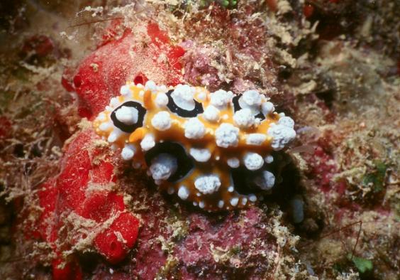Nudibranch