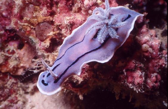 Nudibranch