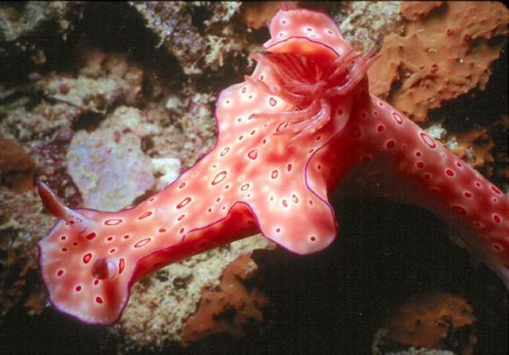 Nudibranch