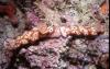 Nudibranchs