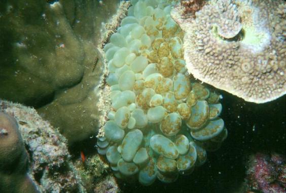 Bubble Coral